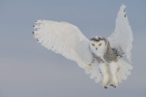 Image of a snowy owl.