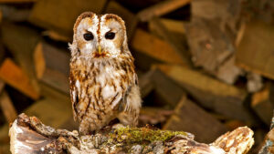 Still image of a tawny owl.