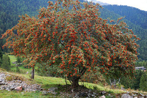 Rowan trees are used as a wand wood.