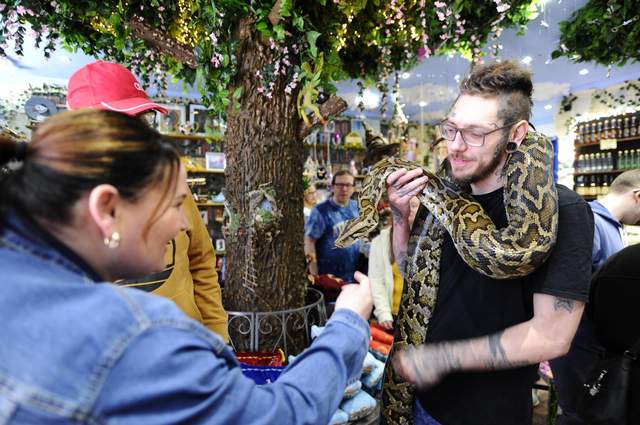 A Burmese python is shown being stroked by a customer at the grand opening of Whimsic Alley in Falkirk, Scotland.