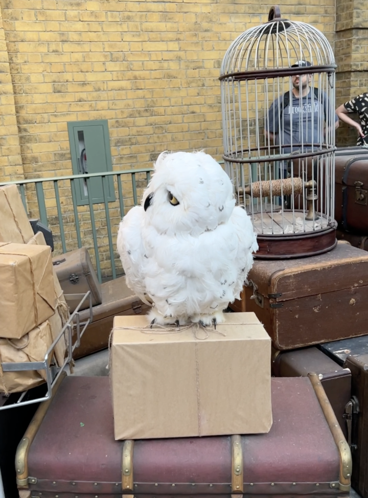 Hedwig the Animatronic Owl Has Been Freed from Her Cage