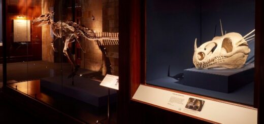 Picture of "Fantastic Beasts: The Wonder of Nature" exhibit featuring a dragon skull.