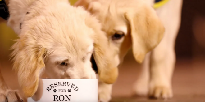 Guide dog eating from a 'Reserved for Ron' dog bowl