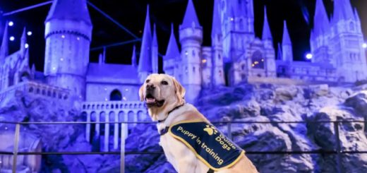 A guide dog in training sits in front of Hogwarts Castle